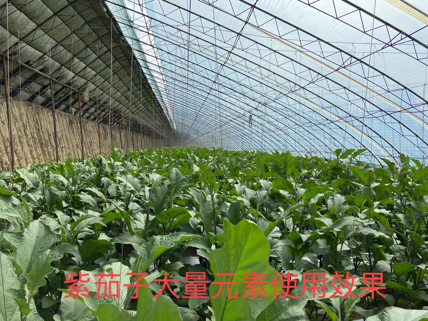立杉水溶肥的效果怎么樣？看看在茄子上效果反饋