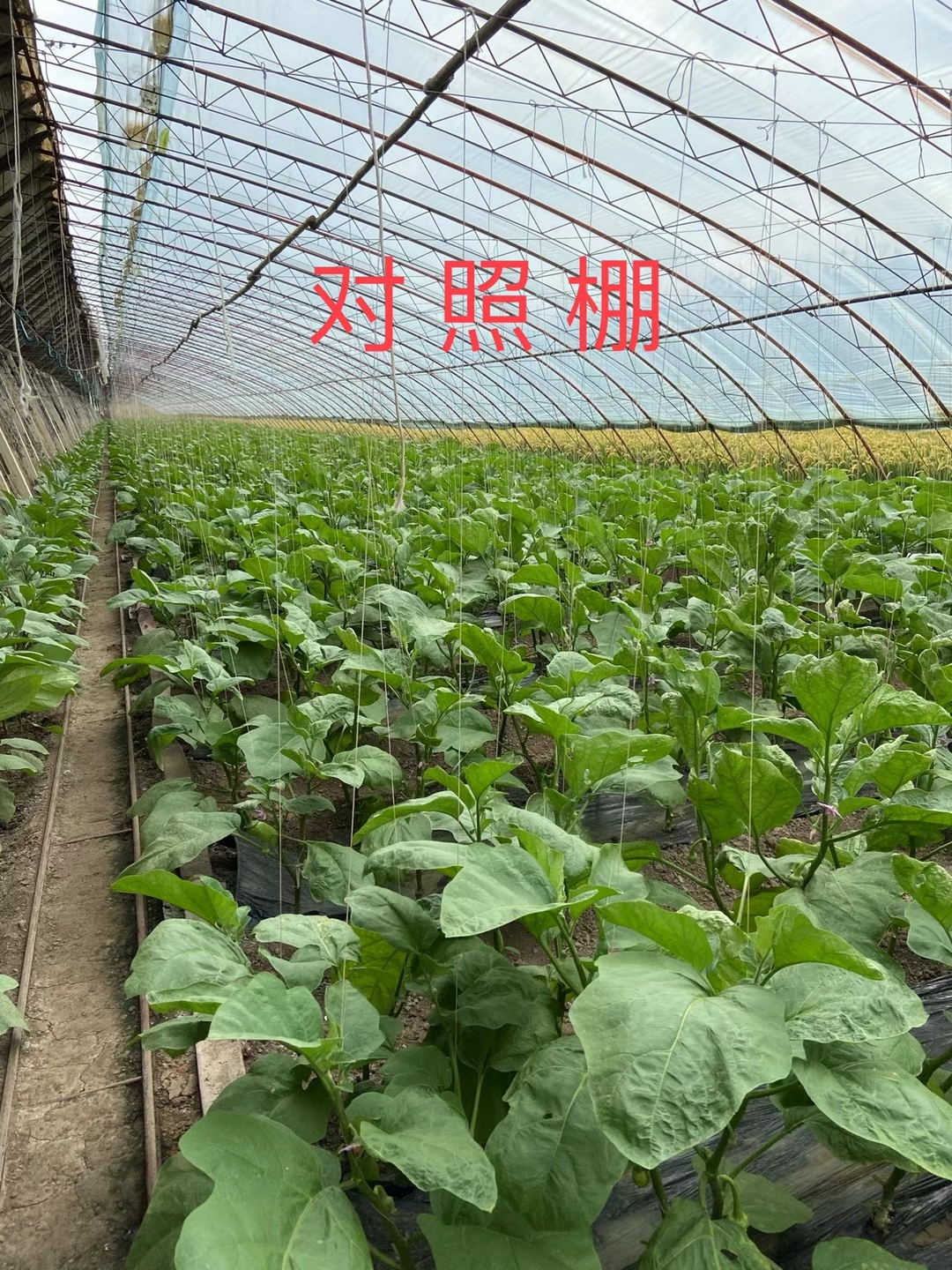 <a href=http://www.pinganguo.cn target=_blank class=infotextkey>上海立杉</a>水溶肥在北方暖棚茄子上的效果反饋3