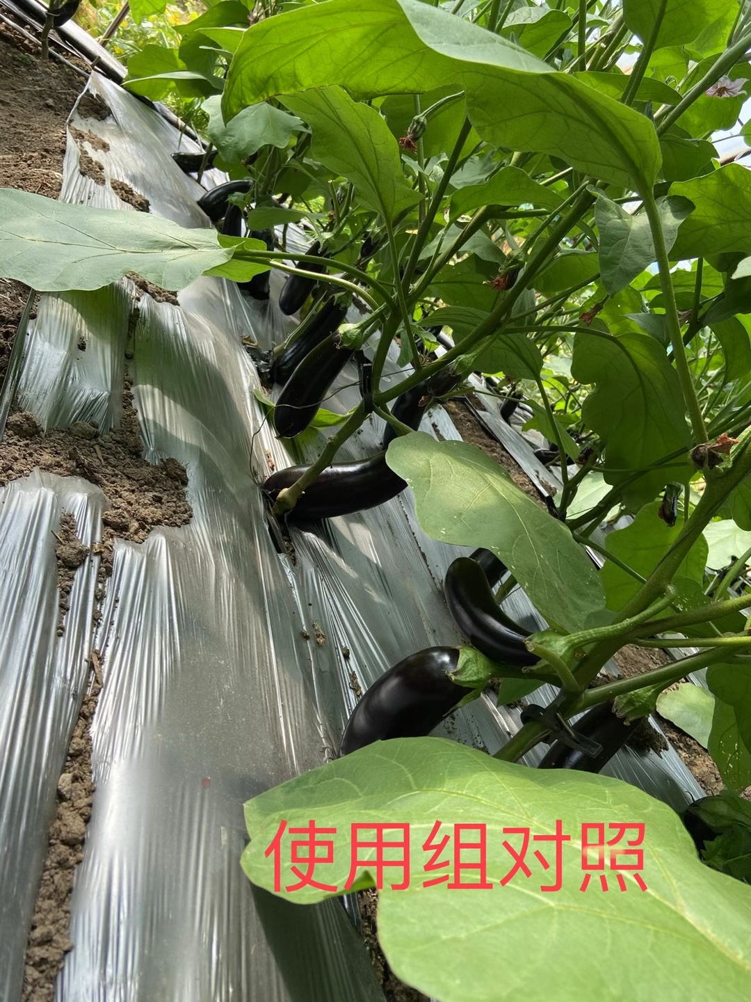 <a href=http://www.pinganguo.cn target=_blank class=infotextkey>上海立杉</a>水溶肥在北方暖棚茄子上的效果反饋5