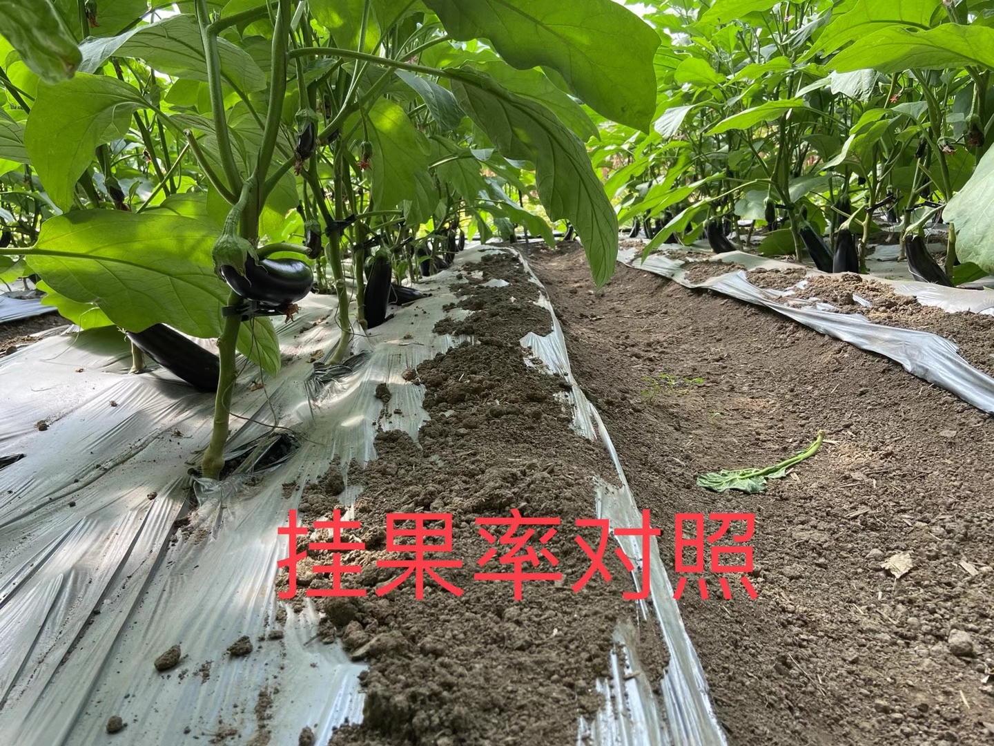 <a href=http://www.pinganguo.cn target=_blank class=infotextkey>上海立杉</a>水溶肥在北方暖棚茄子上的效果反饋4