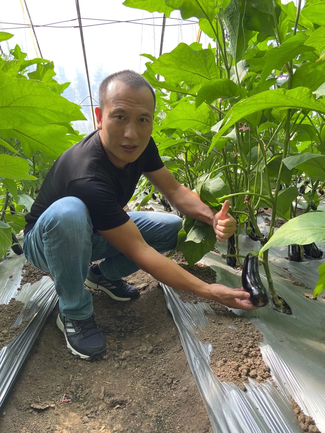 <a href=http://www.pinganguo.cn target=_blank class=infotextkey>上海立杉</a>水溶肥在北方暖棚茄子上的效果反饋6